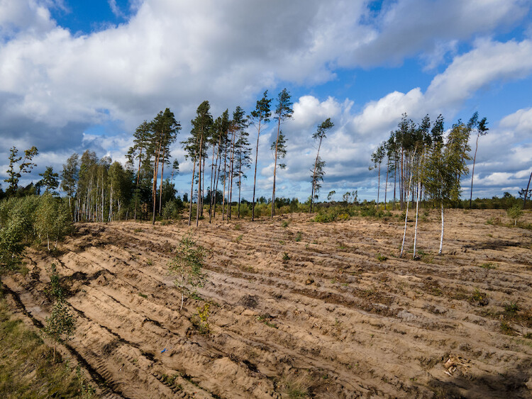 Volkswagen rozpoczyna sadzenie ośmiu hektarów lasów  w Polsce