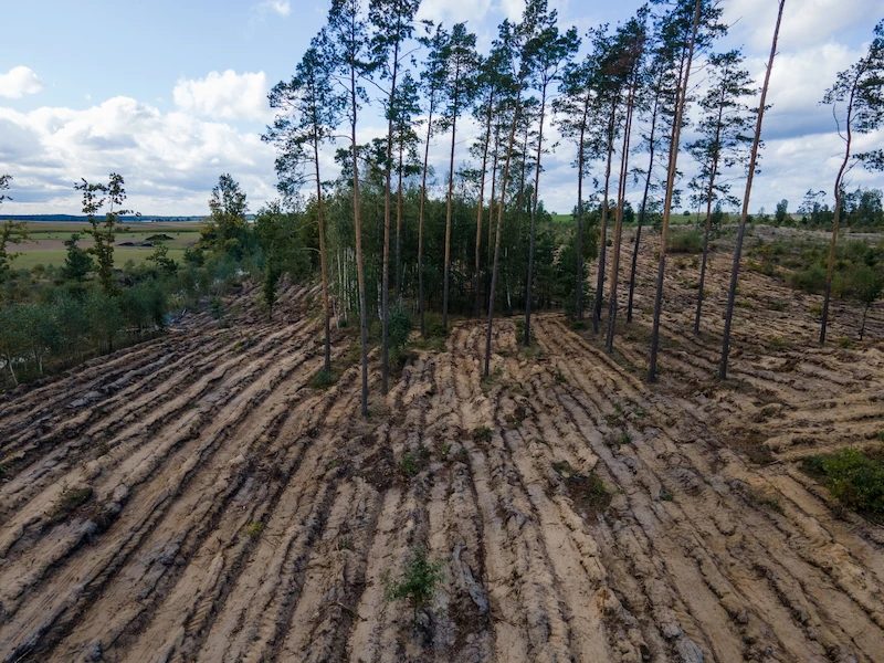 Volkswagen rozpoczyna sadzenie ośmiu hektarów lasów  w Polsce - 8.