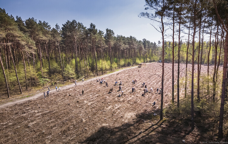 Rozwój w równowadze ze środowiskiem. Pracownicy Volkswagen Poznań posadzili już 100 000 drzew