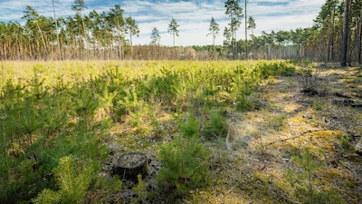 5 lat lasu węglowego pod Poznaniem. Ekosystem rozwija się zgodnie z planem