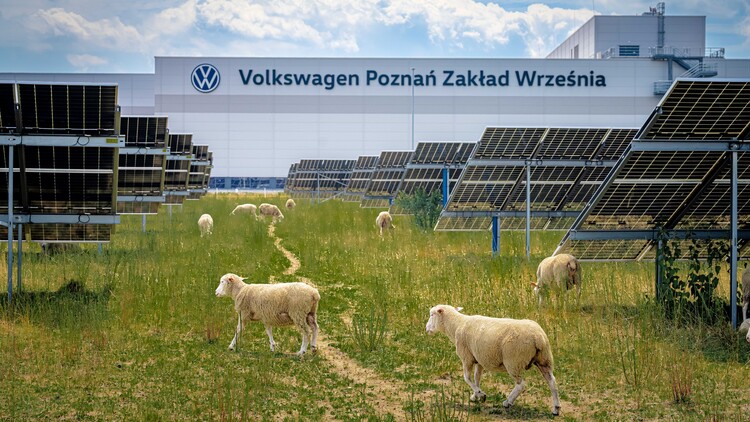 Nie tylko prąd ze słońca. Farma fotowoltaiczna fabryki Volkswagen Poznań stała się pastwiskiem i miejscem badań nad agrowoltaiką