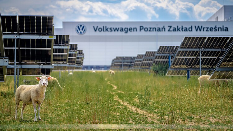 Nie tylko prąd ze słońca. Farma fotowoltaiczna fabryki Volkswagen Poznań stała się pastwiskiem i miejscem badań nad agrowoltaiką