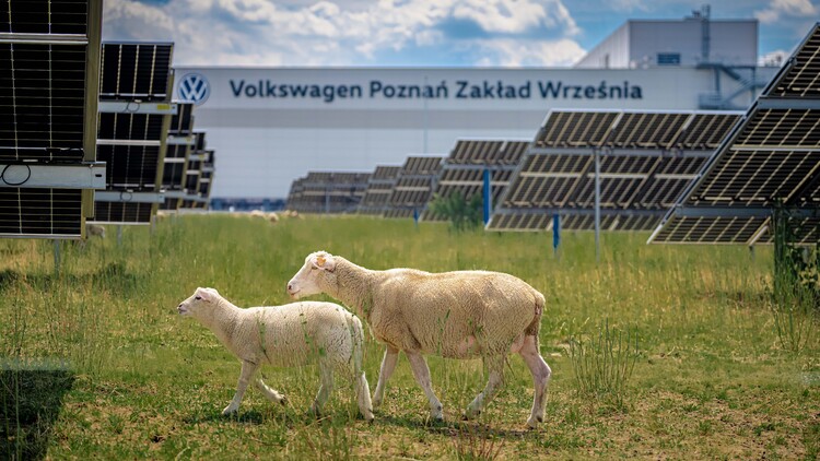 Nie tylko prąd ze słońca. Farma fotowoltaiczna fabryki Volkswagen Poznań stała się pastwiskiem i miejscem badań nad agrowoltaiką