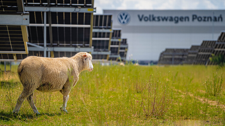 Nie tylko prąd ze słońca. Farma fotowoltaiczna fabryki Volkswagen Poznań stała się pastwiskiem i miejscem badań nad agrowoltaiką