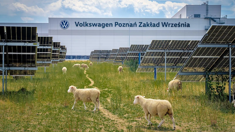 Nie tylko prąd ze słońca. Farma fotowoltaiczna fabryki Volkswagen Poznań stała się pastwiskiem i miejscem badań nad agrowoltaiką  - 7.