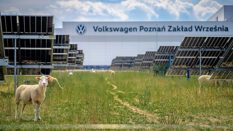 Nie tylko prąd ze słońca. Farma fotowoltaiczna fabryki Volkswagen Poznań stała się pastwiskiem i miejscem badań nad agrowoltaiką  - 8.