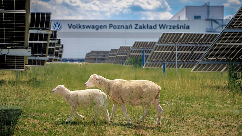 Nie tylko prąd ze słońca. Farma fotowoltaiczna fabryki Volkswagen Poznań stała się pastwiskiem i miejscem badań nad agrowoltaiką  - 10.