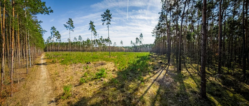 5 lat lasu węglowego pod Poznaniem. Ekosystem rozwija się zgodnie z planem - 3.