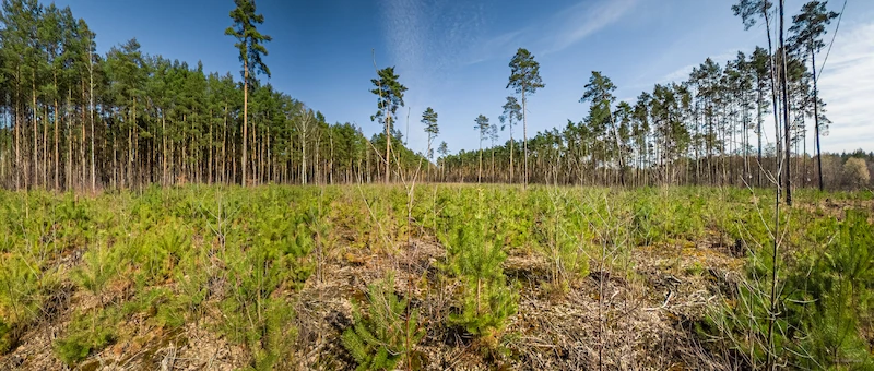 5 lat lasu węglowego pod Poznaniem. Ekosystem rozwija się zgodnie z planem - 2.