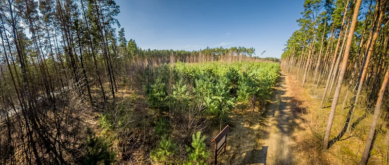 5 lat lasu węglowego pod Poznaniem. Ekosystem rozwija się zgodnie z planem - 5.