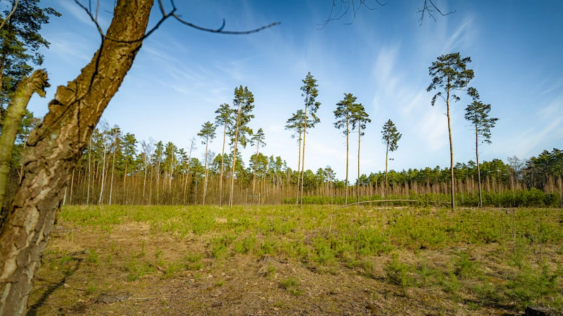 5 lat lasu węglowego pod Poznaniem. Ekosystem rozwija się zgodnie z planem - 6.