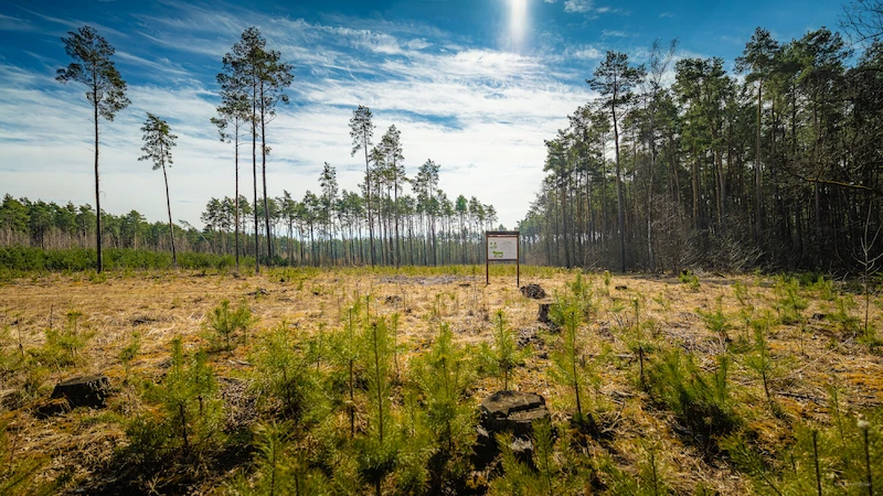 5 lat lasu węglowego pod Poznaniem. Ekosystem rozwija się zgodnie z planem - 8.