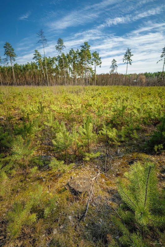 5 lat lasu węglowego pod Poznaniem. Ekosystem rozwija się zgodnie z planem - 10.