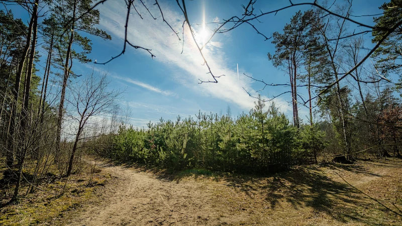 5 lat lasu węglowego pod Poznaniem. Ekosystem rozwija się zgodnie z planem - 11.